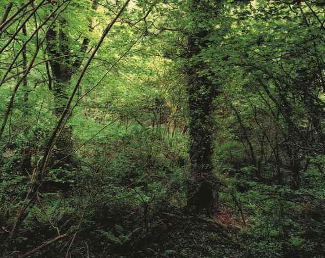 Иллюстрация к книге — Фотография как современное искусство [i_098.jpg]