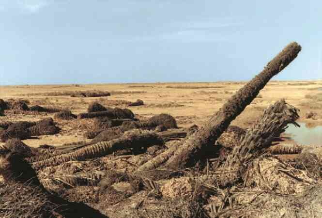 Иллюстрация к книге — Фотография как современное искусство [i_159.jpg]