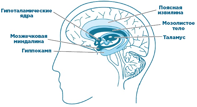 Иллюстрация к книге — Тревога, гнев, прокрастинация [i_002.jpg]