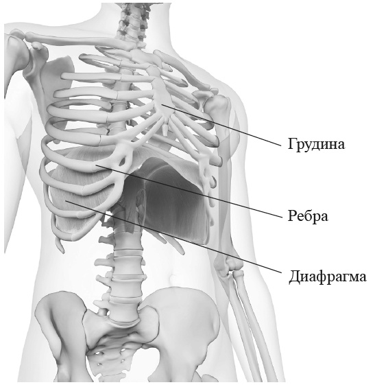 Иллюстрация к книге — Захватывающий мир легких [i_002.jpg]