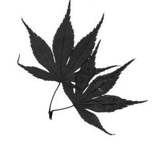 Иллюстрация к книге — Изголовье из травы [i_001.jpg]