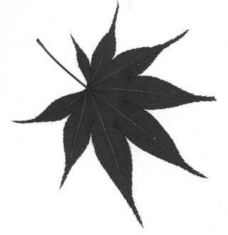 Иллюстрация к книге — Изголовье из травы [i_008.jpg]