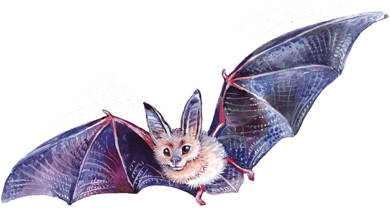 Иллюстрация к книге — Тайна бульдога Именалия [i_050.jpg]