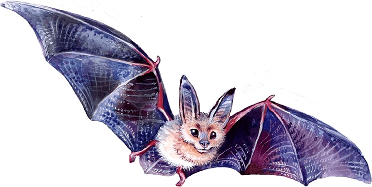 Иллюстрация к книге — Тайна бульдога Именалия [i_051.jpg]