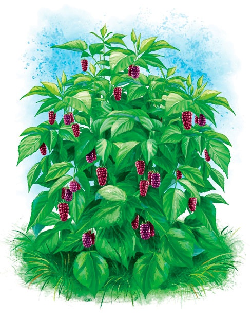 Иллюстрация к книге — Хозяин Черного озера [i_024.jpg]