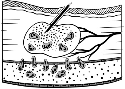 Иллюстрация к книге — 30 Нобелевских премий: Открытия, изменившие медицину [i_006.jpg]