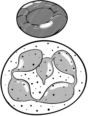 Иллюстрация к книге — 30 Нобелевских премий: Открытия, изменившие медицину [i_023.jpg]