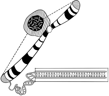 Иллюстрация к книге — 30 Нобелевских премий: Открытия, изменившие медицину [i_029.jpg]