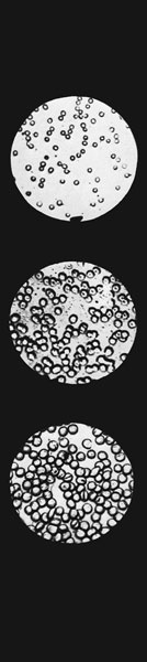 Иллюстрация к книге — Век криминалистики [i_045.jpg]