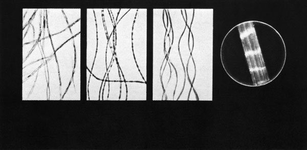 Иллюстрация к книге — Век криминалистики [i_054.jpg]