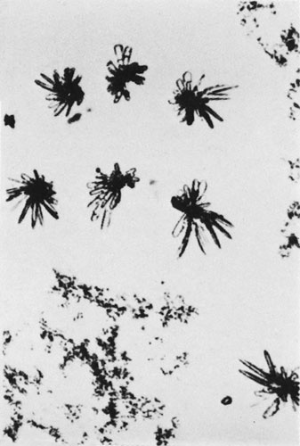 Иллюстрация к книге — Век криминалистики [i_065.jpg]