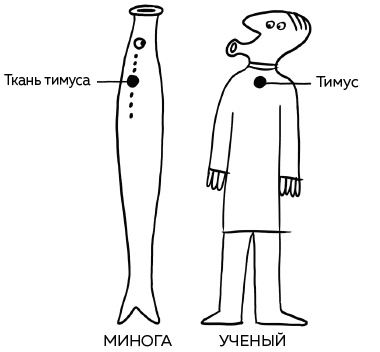 Иллюстрация к книге — Иммунитет. Как у тебя дела? [i_003.jpg]