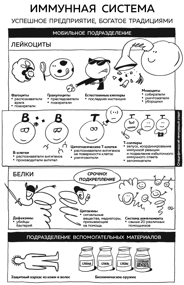 Иллюстрация к книге — Иммунитет. Как у тебя дела? [i_006.jpg]