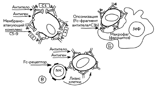 Иллюстрация к книге — Иммунитет. Как у тебя дела? [i_014.jpg]