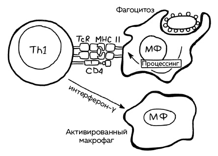 Иллюстрация к книге — Иммунитет. Как у тебя дела? [i_016.jpg]