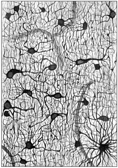 Иллюстрация к книге — Мозг: прошлое и будущее [i_003.jpg]