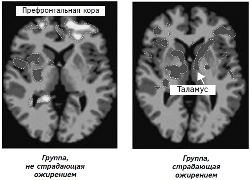 Иллюстрация к книге — Мозг: прошлое и будущее [i_006.jpg]