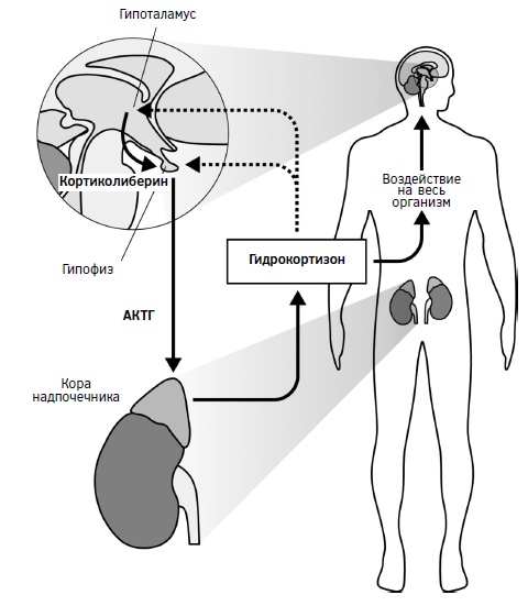 Иллюстрация к книге — Мозг: прошлое и будущее [i_008.jpg]