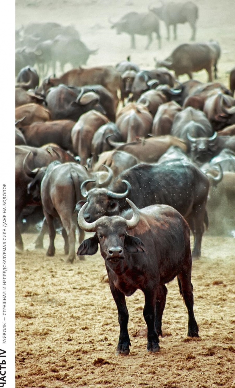 Иллюстрация к книге — Снег на экваторе [i_019.jpg]