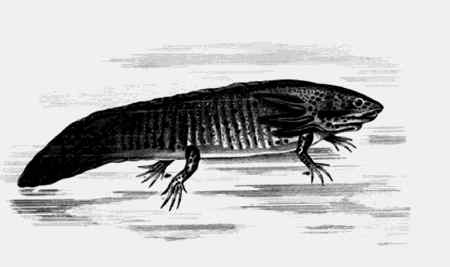 Иллюстрация к книге — Энциклопедия абсолютного и относительного знания [i_020.jpg]