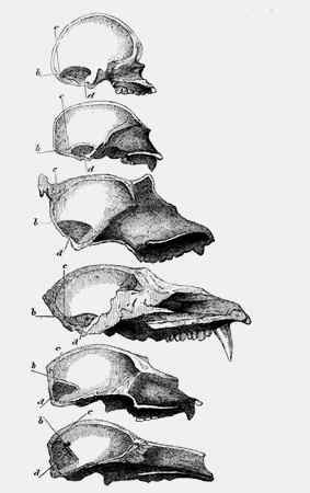 Иллюстрация к книге — Энциклопедия абсолютного и относительного знания [i_051.jpg]