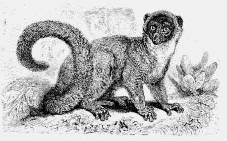 Иллюстрация к книге — Энциклопедия абсолютного и относительного знания [i_057.jpg]