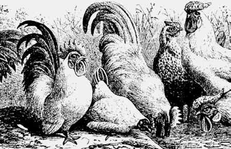 Иллюстрация к книге — Энциклопедия абсолютного и относительного знания [i_063.jpg]