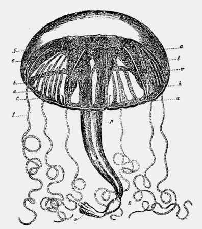 Иллюстрация к книге — Энциклопедия абсолютного и относительного знания [i_066.jpg]