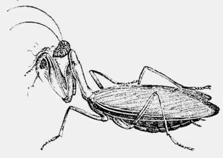 Иллюстрация к книге — Энциклопедия абсолютного и относительного знания [i_141.jpg]