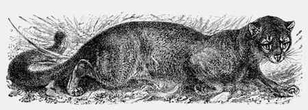 Иллюстрация к книге — Энциклопедия абсолютного и относительного знания [i_149.jpg]