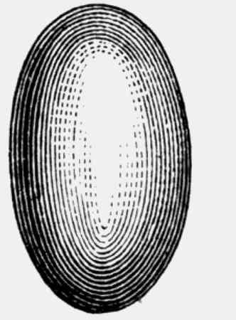 Иллюстрация к книге — Энциклопедия абсолютного и относительного знания [i_153.jpg]