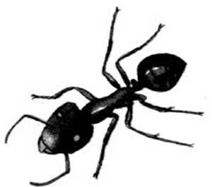 Иллюстрация к книге — Энциклопедия абсолютного и относительного знания [i_166.jpg]