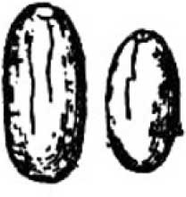 Иллюстрация к книге — Энциклопедия абсолютного и относительного знания [i_204.jpg]