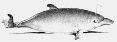 Иллюстрация к книге — Энциклопедия абсолютного и относительного знания [i_226.jpg]