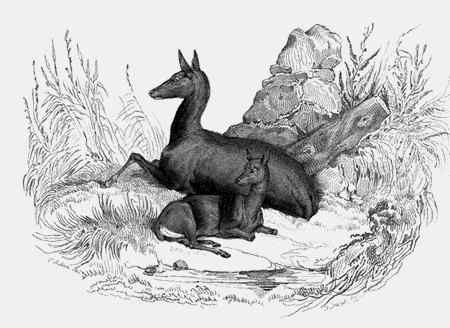 Иллюстрация к книге — Энциклопедия абсолютного и относительного знания [i_238.jpg]