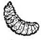 Иллюстрация к книге — Энциклопедия абсолютного и относительного знания [i_242.jpg]