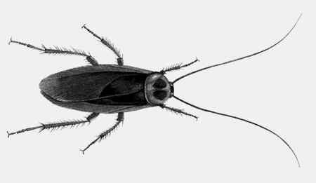 Иллюстрация к книге — Энциклопедия абсолютного и относительного знания [i_252.jpg]