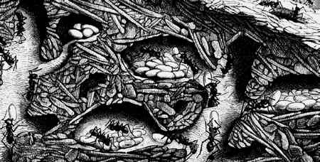 Иллюстрация к книге — Энциклопедия абсолютного и относительного знания [i_264.jpg]