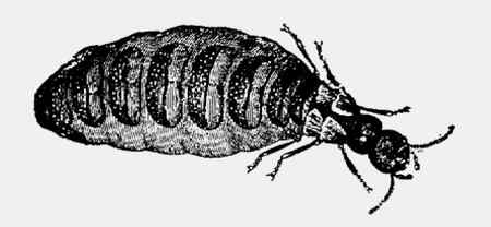 Иллюстрация к книге — Энциклопедия абсолютного и относительного знания [i_268.jpg]
