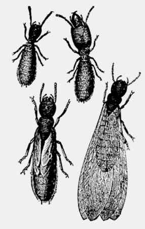 Иллюстрация к книге — Энциклопедия абсолютного и относительного знания [i_273.jpg]