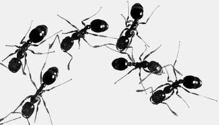 Иллюстрация к книге — Энциклопедия абсолютного и относительного знания [i_276.jpg]