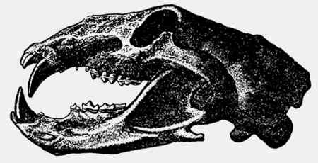 Иллюстрация к книге — Энциклопедия абсолютного и относительного знания [i_277.jpg]