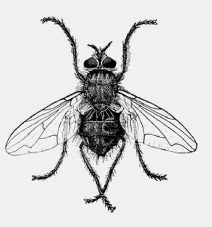 Иллюстрация к книге — Энциклопедия абсолютного и относительного знания [i_278.jpg]