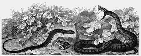 Иллюстрация к книге — Энциклопедия абсолютного и относительного знания [i_308.jpg]