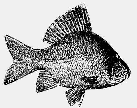 Иллюстрация к книге — Энциклопедия абсолютного и относительного знания [i_313.jpg]