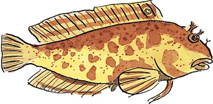 Иллюстрация к книге — Свинья для пиратов [i_003.jpg]