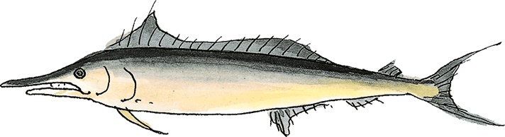 Иллюстрация к книге — Свинья для пиратов [i_006.jpg]