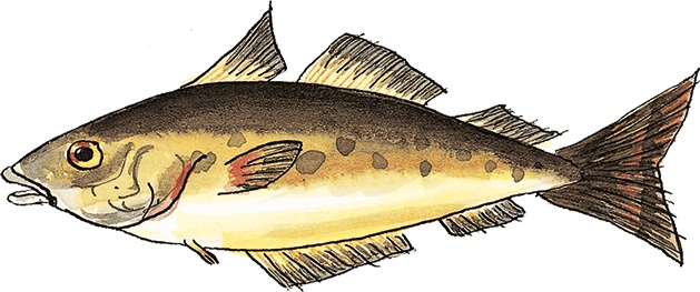 Иллюстрация к книге — Свинья для пиратов [i_007.jpg]