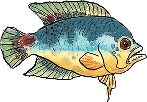 Иллюстрация к книге — Свинья для пиратов [i_009.jpg]