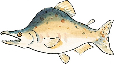 Иллюстрация к книге — Свинья для пиратов [i_011.jpg]